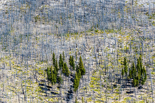 A dead forest destroyed by fire and two small groups of live evergreen trees determined to survive