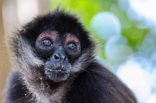 Funny Spider Monkey Pictures Stock Photos, Pictures & Royalty-Free Images -  iStock