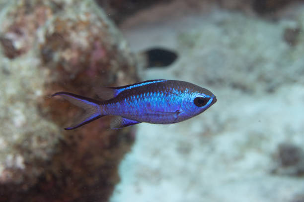 istock Blue Chromis on Caribbean Coral Reef 1320735418