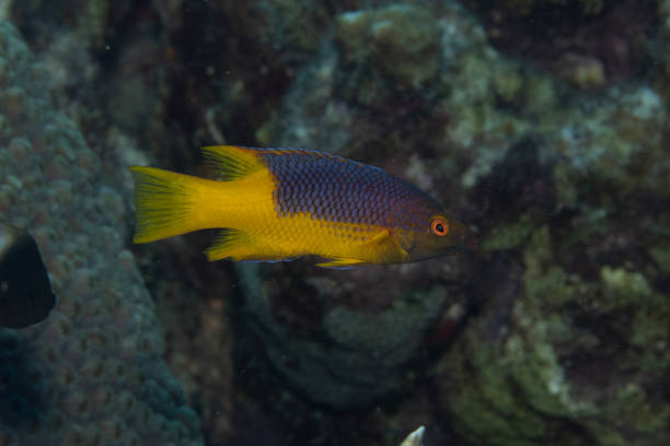istock Juvenile Spanish Hogfish on Caribbean Coral Reef 1320735450
