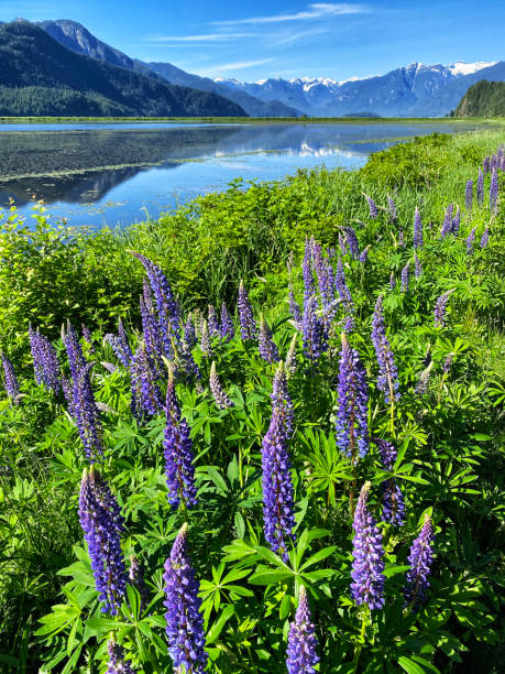 Pitt Lake, Pitt Meadows, BC, Canada Pitt Lake in early summer, Pitt Meadows, BC, Canada. Taken by IPhone. shadow british columbia landscape cloudscape stock pictures, royalty-free photos & images