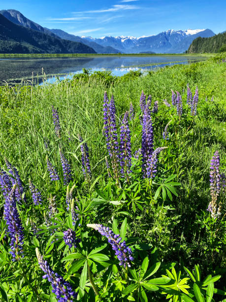 istock Pitt Lake, Pitt Meadows, BC, Canada 1320736082