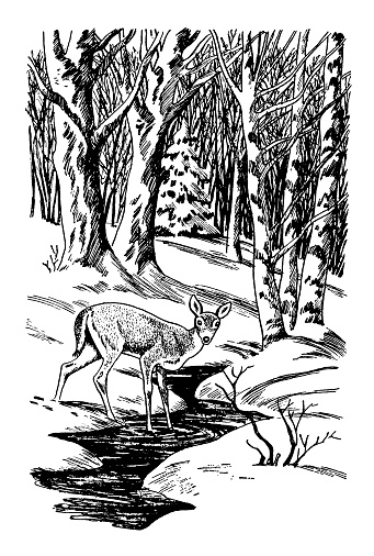Deer in Forest
