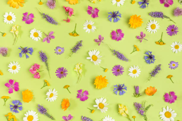 istock Pattern of colorful wild flowers on a green background, as a backdrop or texture. Spring, summer wallpaper for your design. Top view Flat lay 1320737918