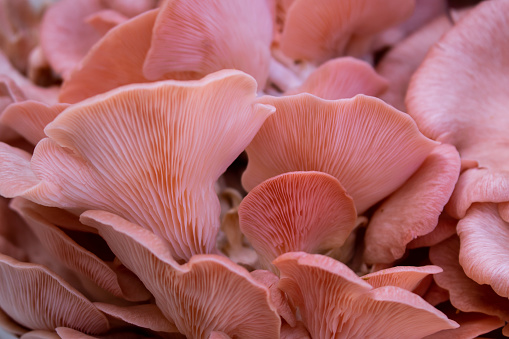 Horizontal extreme closeup photo of a large group of tiny mushrooms growing uncultivated in a forest in the NSW countryside in Winter.