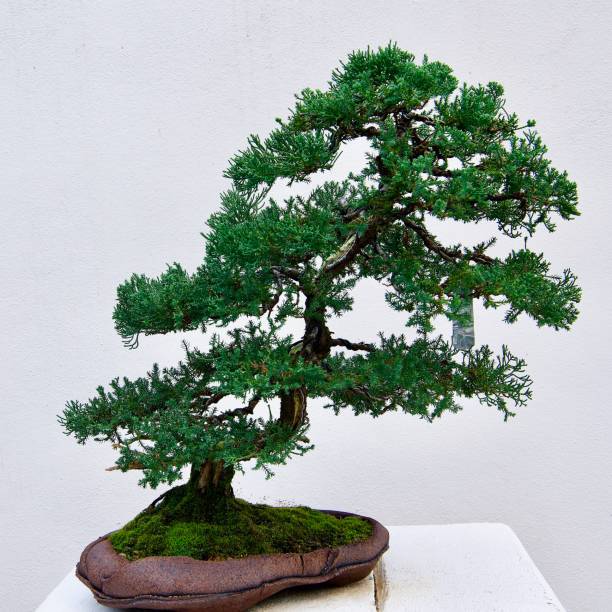 istock Japanese Bonsai 6 1320738638