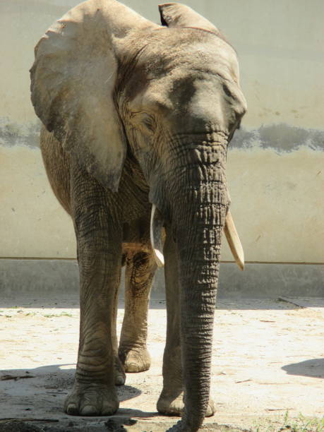 istock Adorable African elephant walking slowly with a big body 1320738740