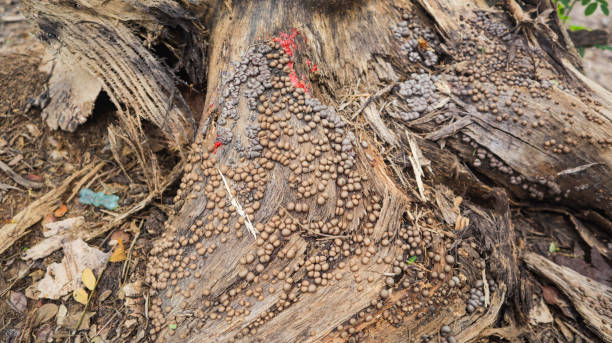 Lots of Bubble shaped Lycogala epidendrumon trunk of tree. this photo has shoot in Dhaka, Bangladesh in Summer season.