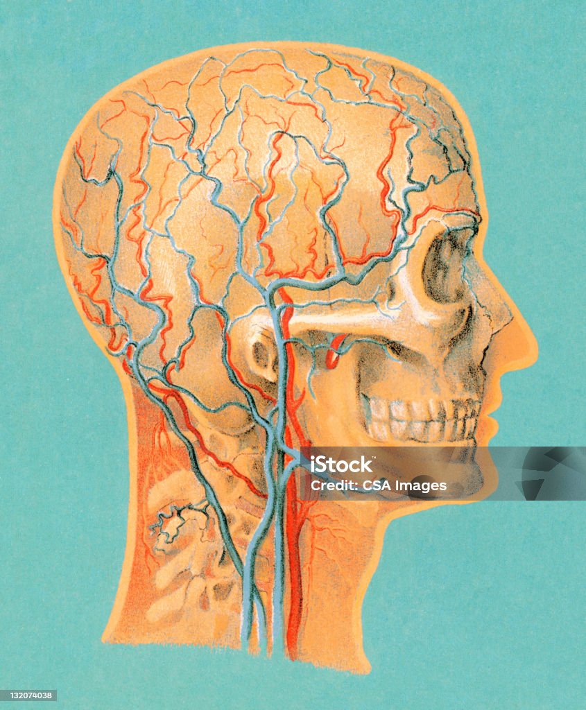 Anatomia humana Cabeça - Royalty-free Vaso sanguíneo Ilustração de stock