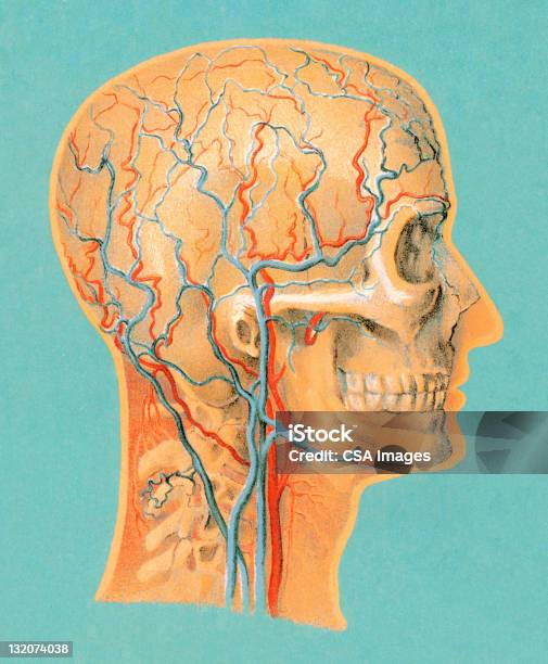 Anatomia Humana Cabeça - Arte vetorial de stock e mais imagens de Vaso sanguíneo - Vaso sanguíneo, Anatomia, Artéria