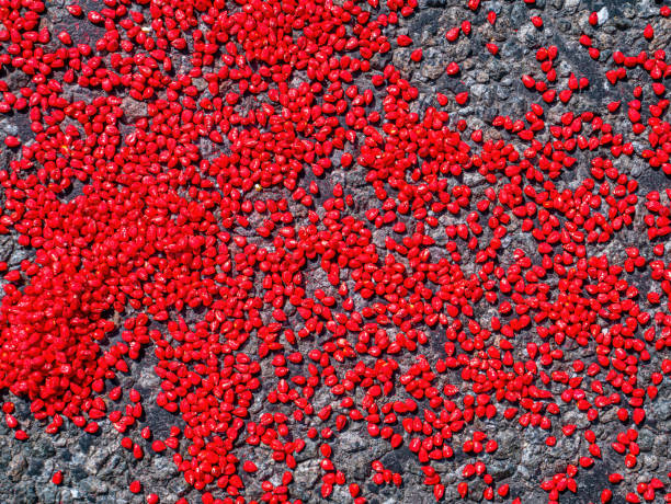 istock Seeds of corn painted red before planting in the ground. 1320740426