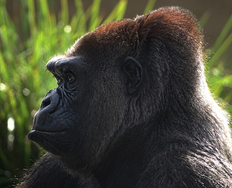 Western Lowland Gorilla Taking in the sun and appearing deep in thought. Perhaps considering the meaning of it all.