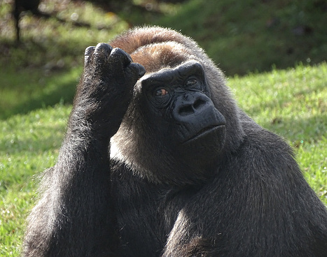 Western Lowland Gorilla Taking in the sun and appearing deep in thought. Perhaps considering the meaning of it all.
