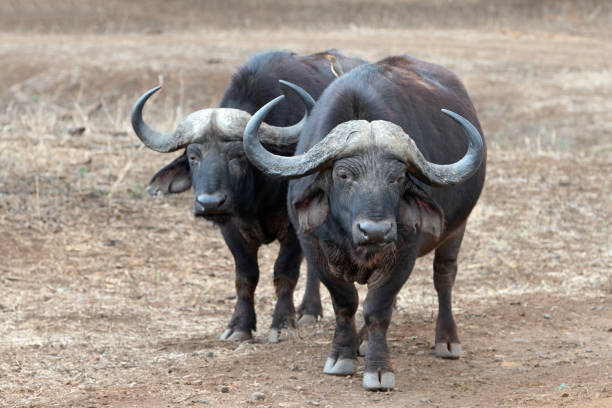 Cape Buffalo bulls in South Africa RSA
