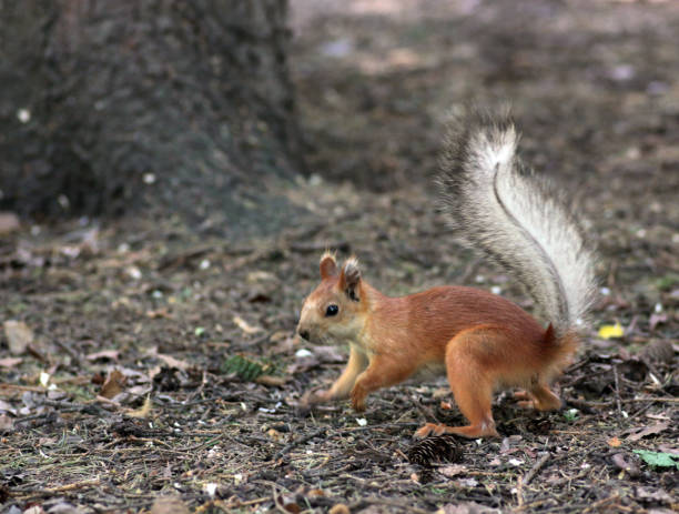 istock cute squirrel searching food in a park 1320743000