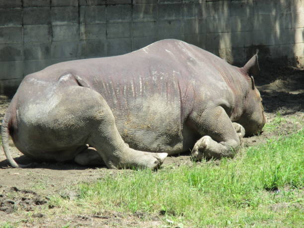 istock A big black rhino that takes a leisurely walk 1320743375