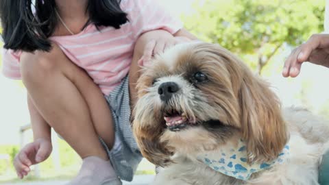 Happy Asian Girl Touching Little Dog At The Park Outdoor Lifestyle Concept  Stock Video - Download Video Clip Now - iStock