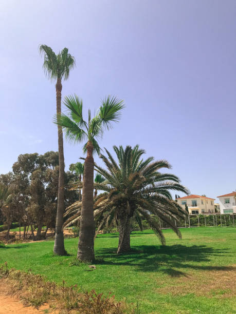 istock three palm trees on the green grass. Protaras. Ayia Napa. Cyprus. 1320744898