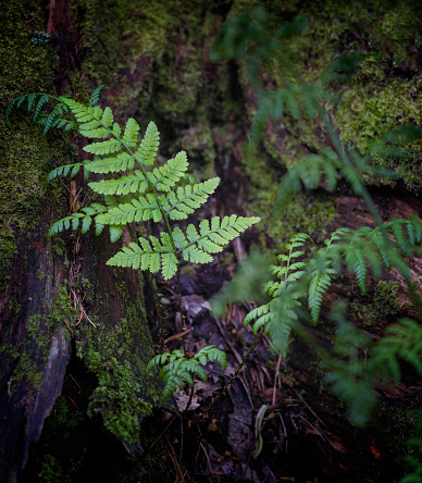 Single Fern leaf at the base of a tree