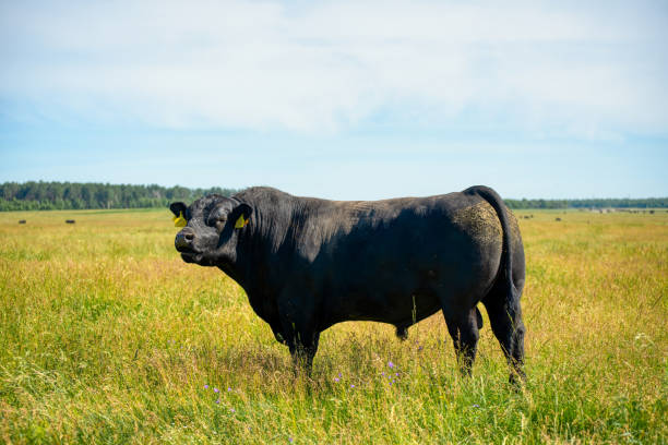 istock A black angus bull stands on a green grassy field 1320747005