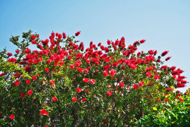 Callistemon Callistemon
Blasnoki red flower trees callistemon citrinus stock pictures, royalty-free photos & images