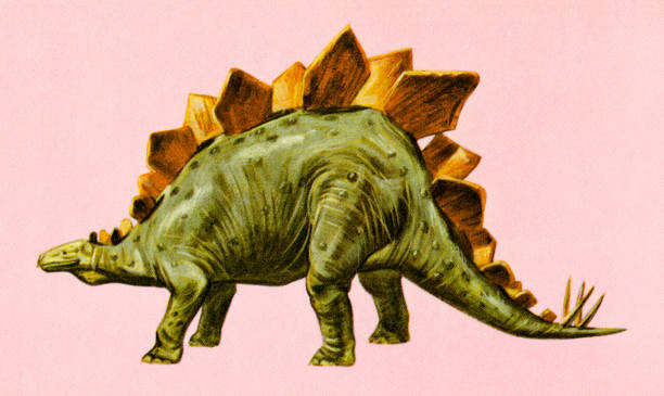 illustrazioni stock, clip art, cartoni animati e icone di tendenza di stegosauro di dinosauro - stegosauro