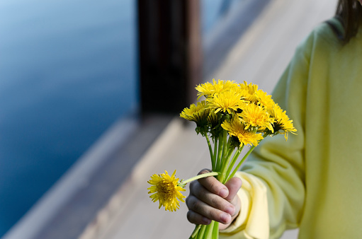 Bright sunny bouquet of yellow dandelions in a child's hand on a gray-blue background with selective focus. Bouquet for beloved mother, grandmother