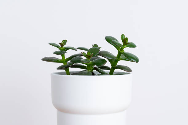 istock Home plant succulent in white pot. 1320749178