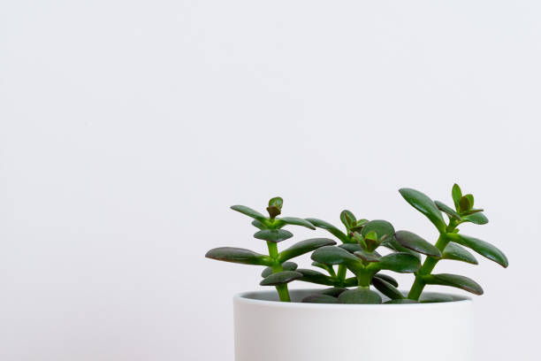 istock Home plant succulent in white pot. 1320749190