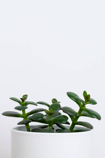 istock Home plant succulent in white pot. 1320749191