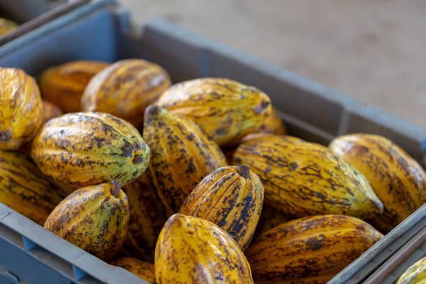 Cacao fruit, raw cacao beans and Cocoa pod background.