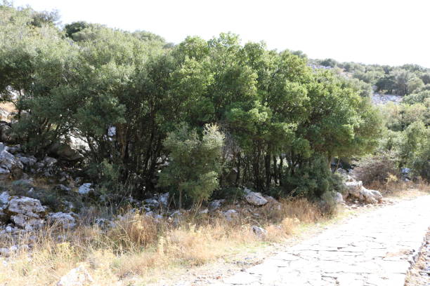 istock 4x4 tour in Crete 1320750229