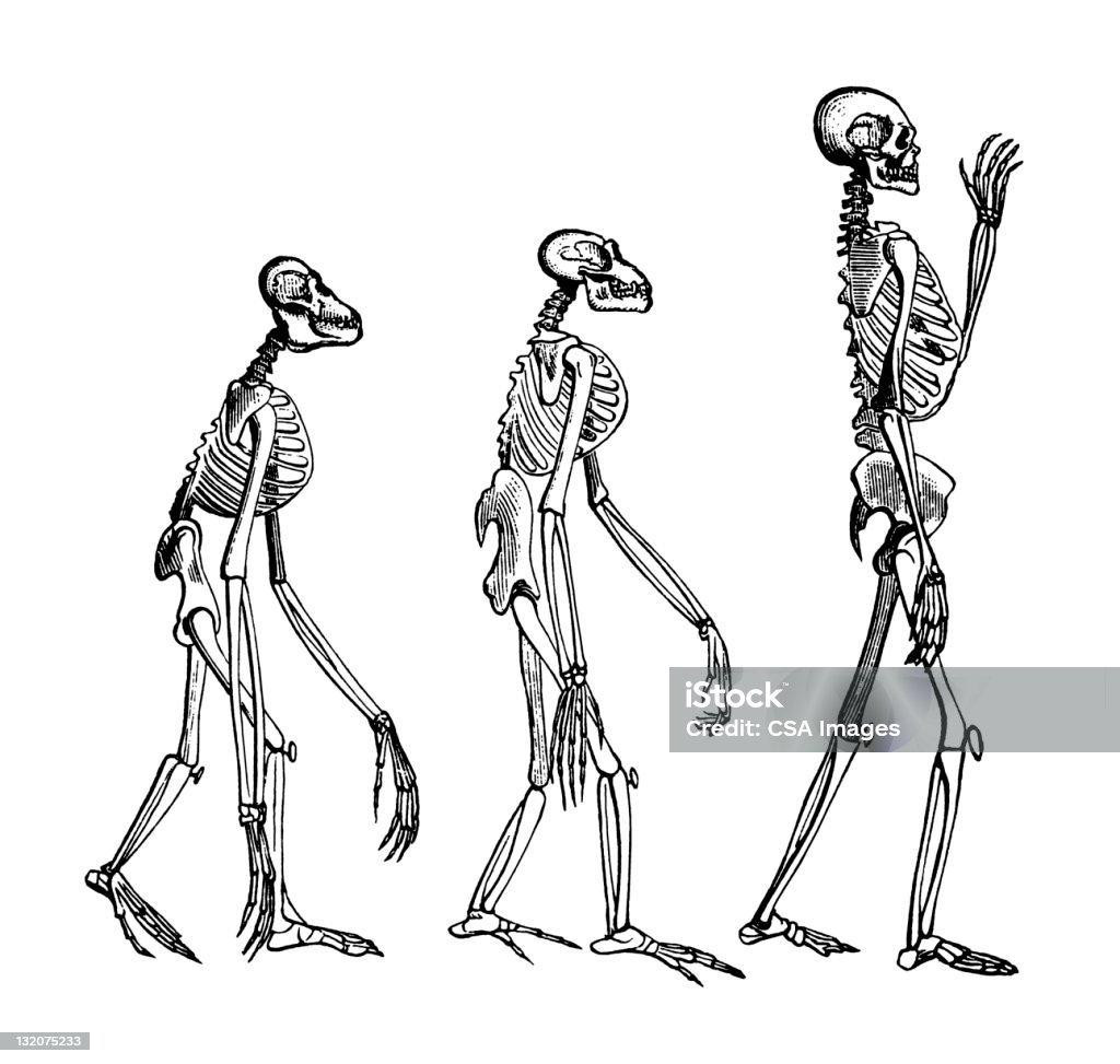 Evolution Des Menschen Stock Vektor Art und mehr Bilder von Evolution ...