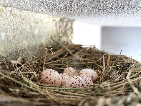 There are 6 swallow eggs in the nest.