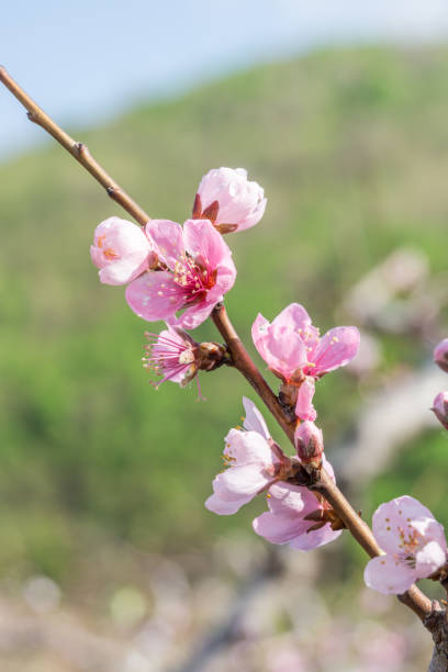 istock A close-up of peach trees blooming in spring. 1320753344