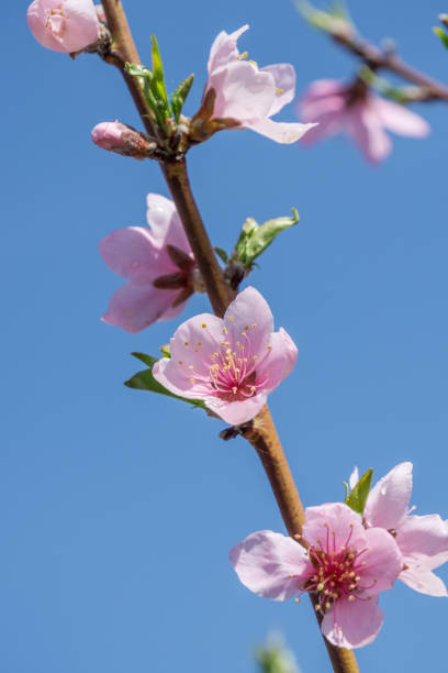 istock A close-up of peach trees blooming in spring. 1320753505
