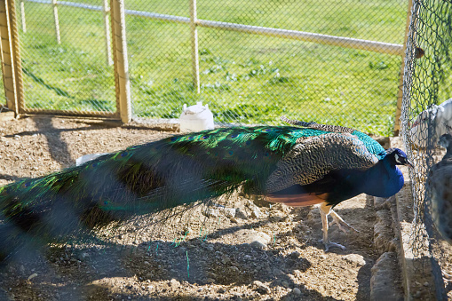 A closeup of a beautiful blue male peacocks in a cage at the zoo . Peacocks green in a small cage . A beautiful shot of two blue peacocks looking at each other through a wire fence at the zoo