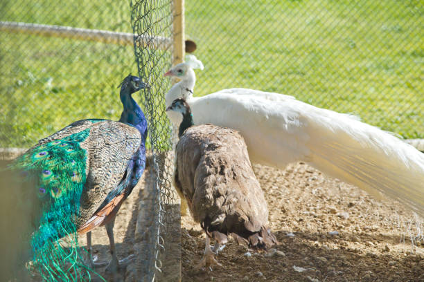 peacocks green in a small cage . a beautiful shot of two blue peacocks looking at each other through a wire fence at the zoo . a closeup of a beautiful blue male peacocks in a cage at the zoo . - male beauty male 2000 style imagens e fotografias de stock