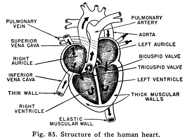 Diagram of Heart Diagram of Heart black and white heart stock illustrations