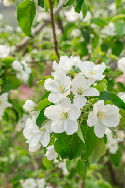 istock A close-up of a pear tree blooming in spring. 1320754470