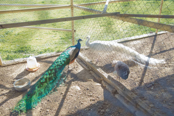 peacock green in a small cage . a beautiful shot of two blue peacocks looking at each other through a wire fence at the zoo . a closeup of a beautiful blue male peacock in a cage at the zoo . - male beauty male 2000 style imagens e fotografias de stock