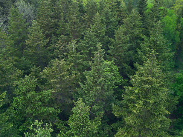 texture of green fir trees aerial drone view