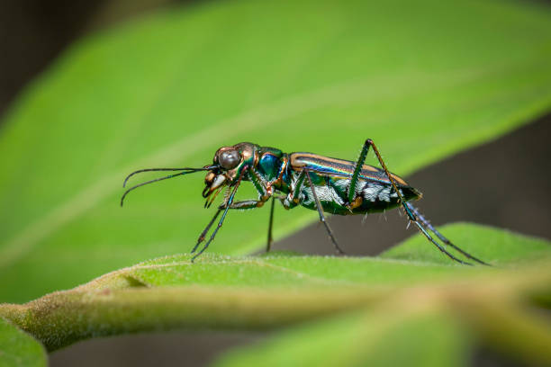 自然背景上綠葉上的虎甲蟲形象。動物。昆蟲。 - 班蝥 圖片 個照片及圖片檔