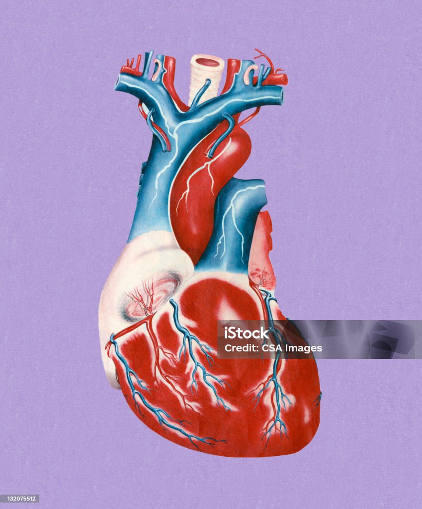 Coração Humano - Royalty-free Artéria Ilustração de stock