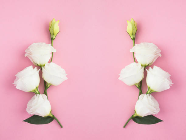 istock White flower on the pink  background. Copy space. Top view. 1320755511