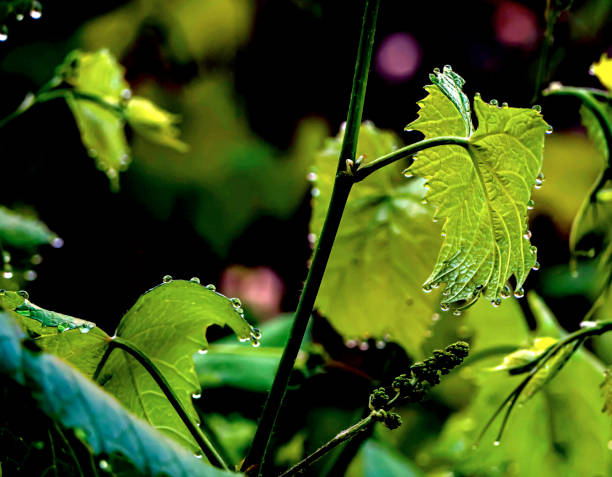 istock morning dew drops on the tips of grape leaves 1320756730