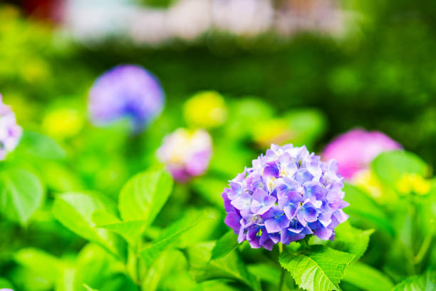 istock hydrangea flower in rainy season Japan 1320757093