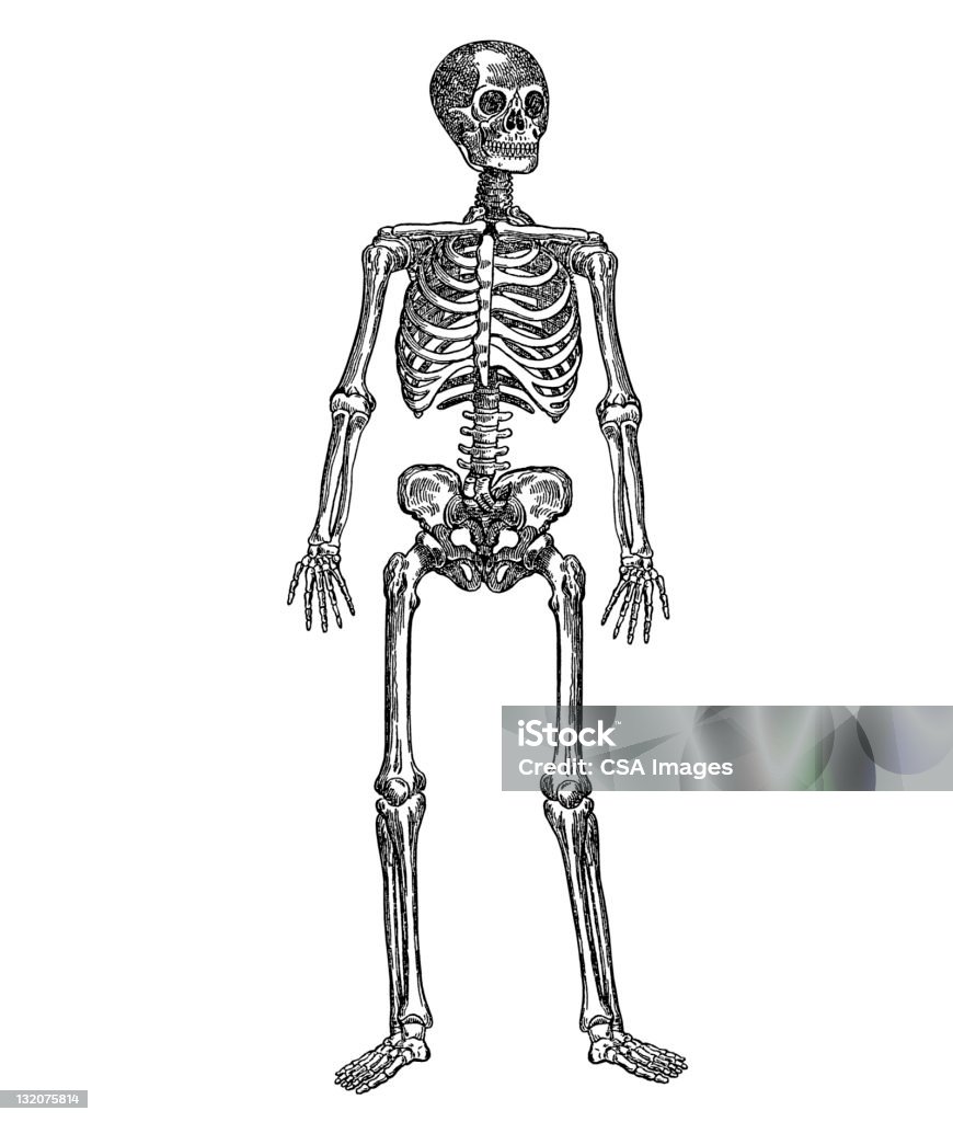 Human Skeleton Hình minh họa Sẵn có - Tải xuống Hình ảnh Ngay bây ...