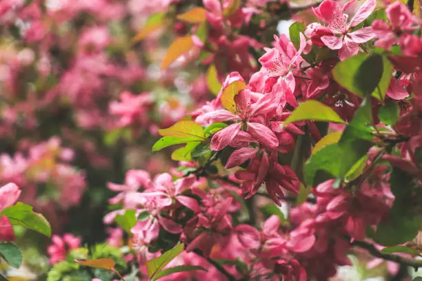 Natural background with lush Crab apple pink flowers on the branches