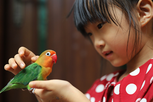 A Asian girl kissing and playing with her little bird.